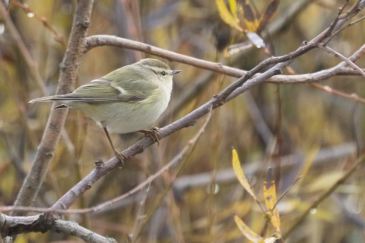 Тусклая пеночка - ML646742671