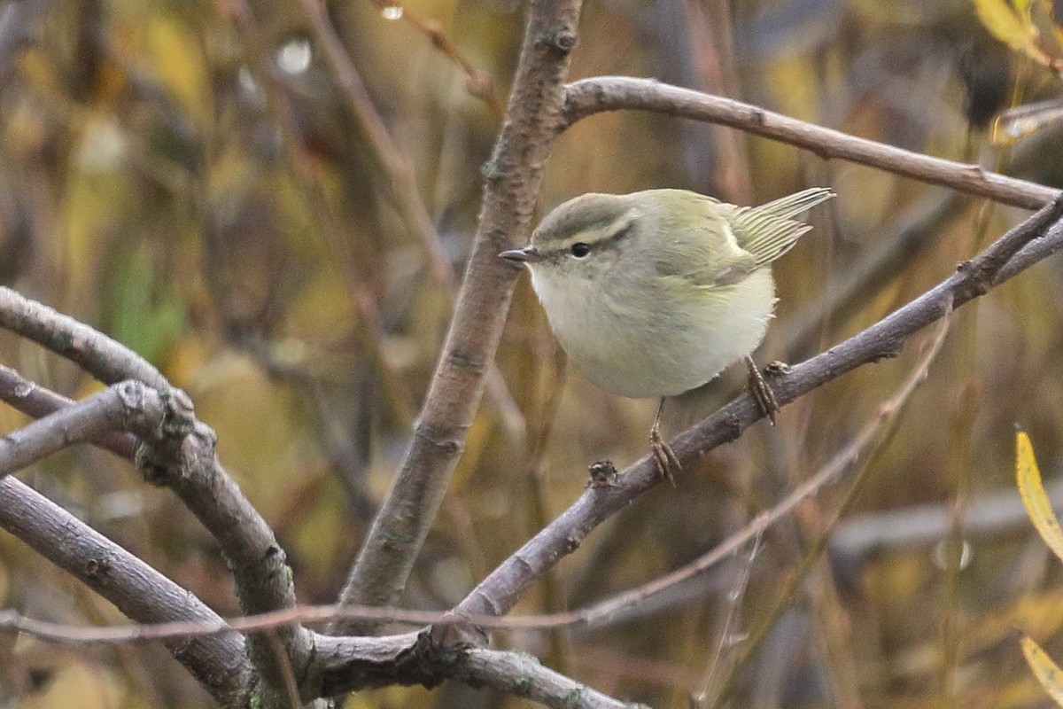 Тусклая пеночка - ML646742672