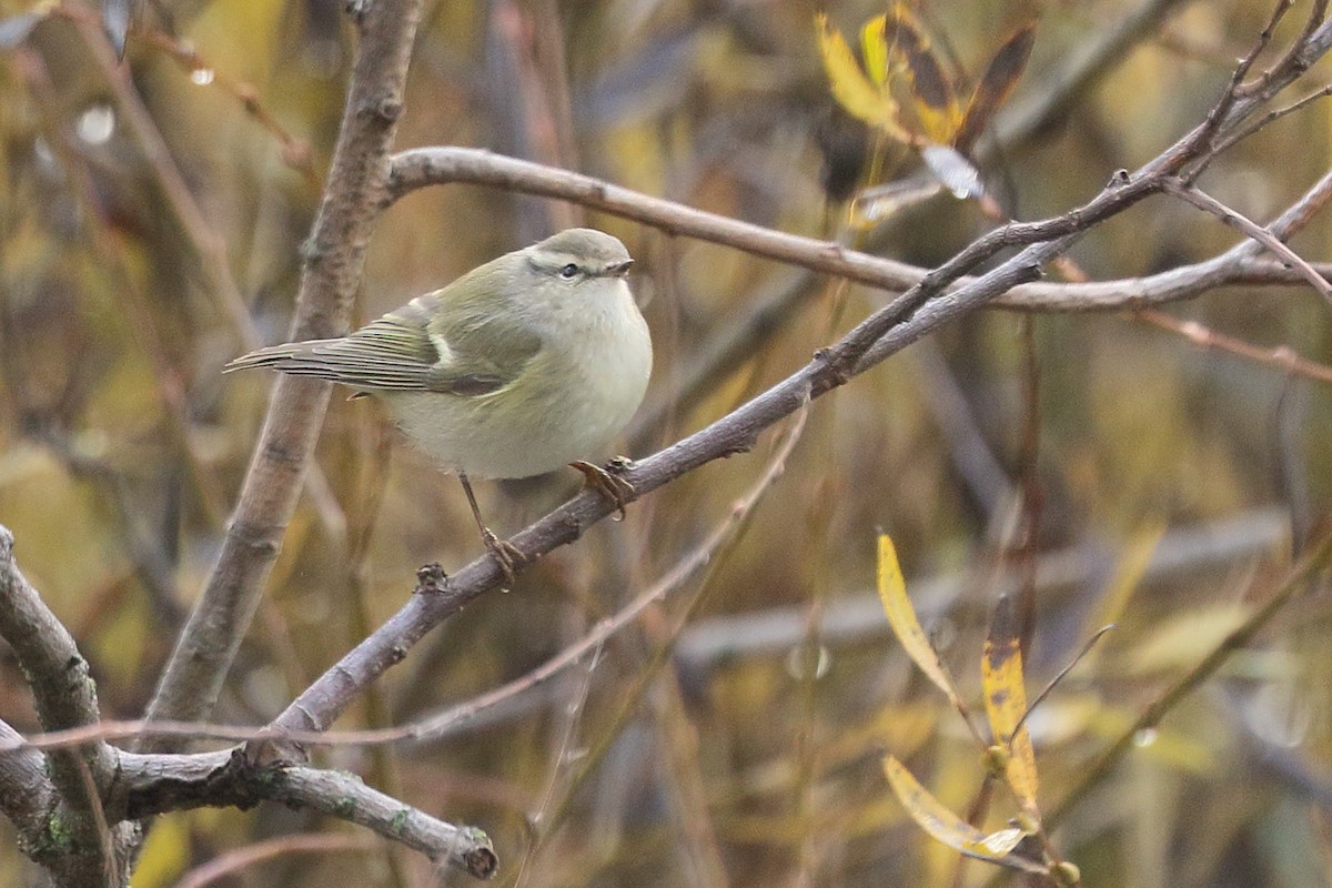 Тусклая пеночка - ML646742673