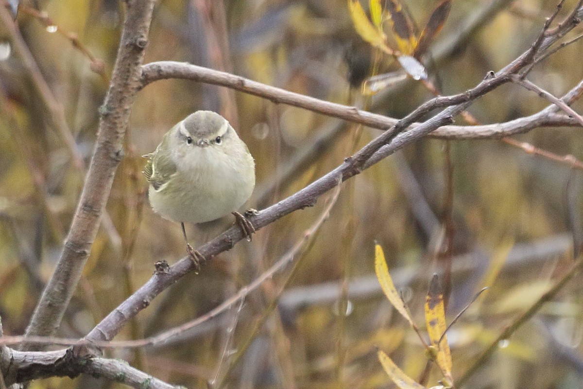 Тусклая пеночка - ML646742674