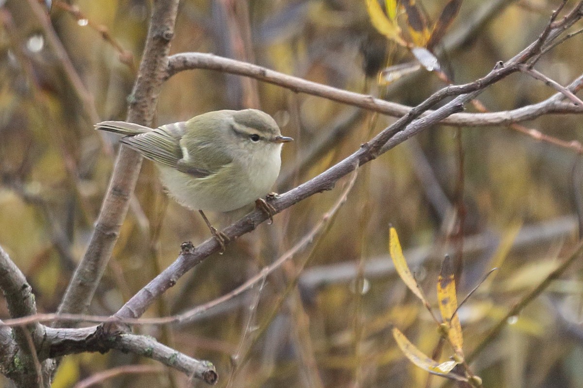 Тусклая пеночка - ML646742675