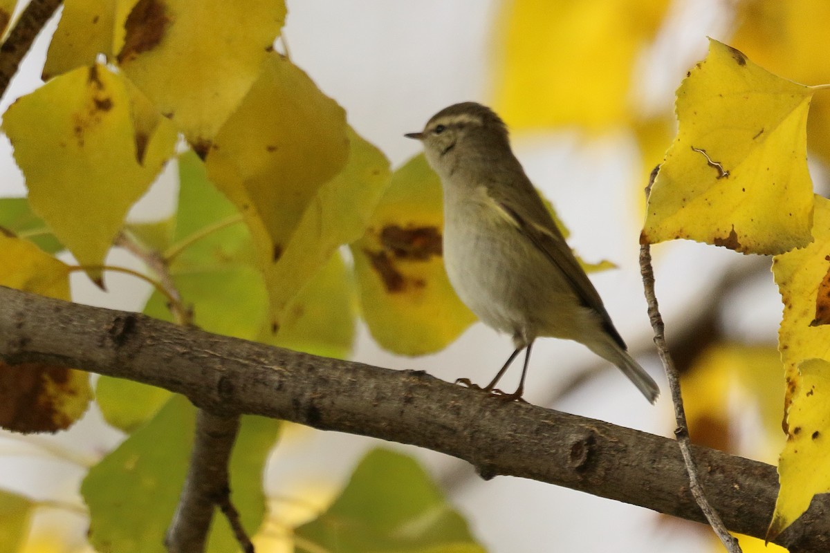 Тусклая пеночка - ML646742676