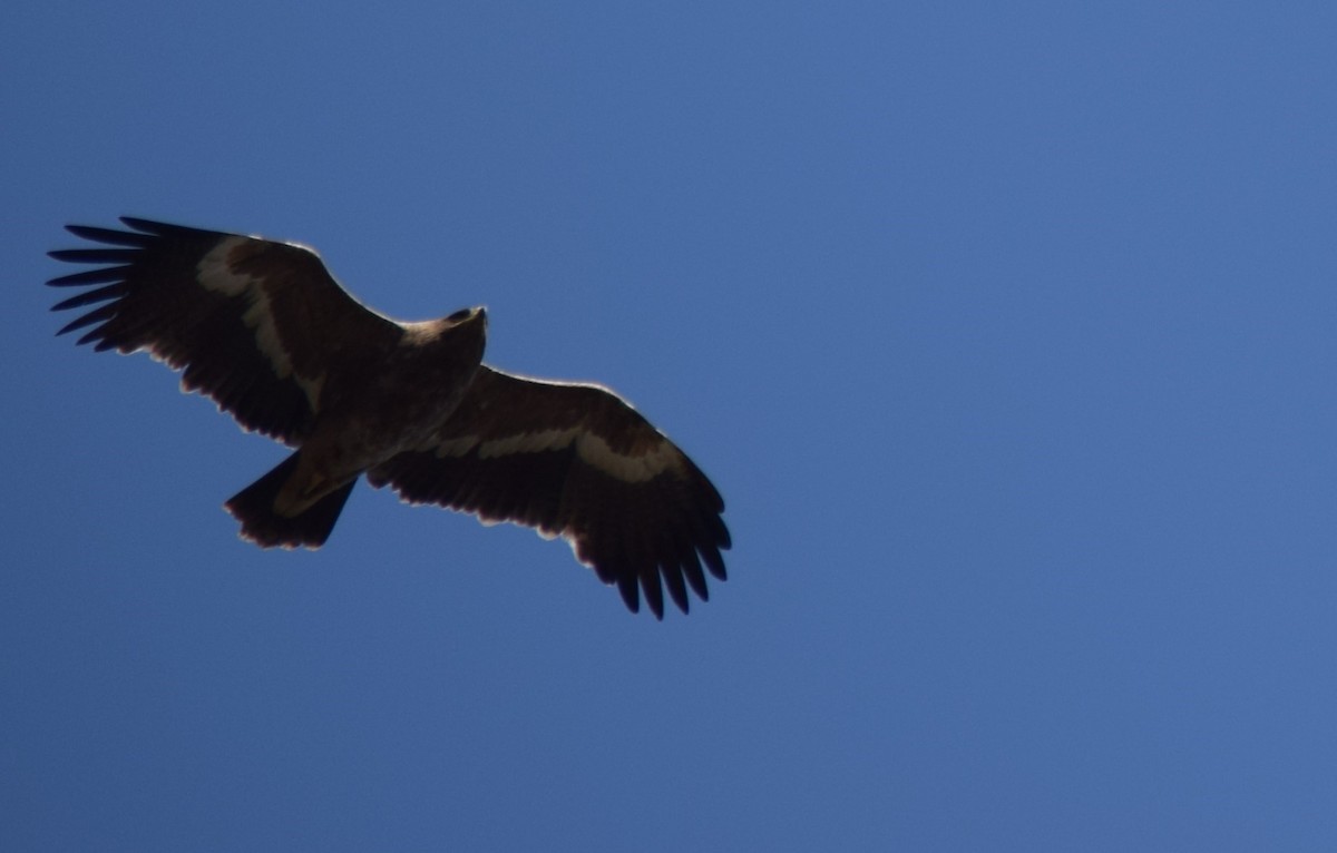 steppeørn - ML646742677