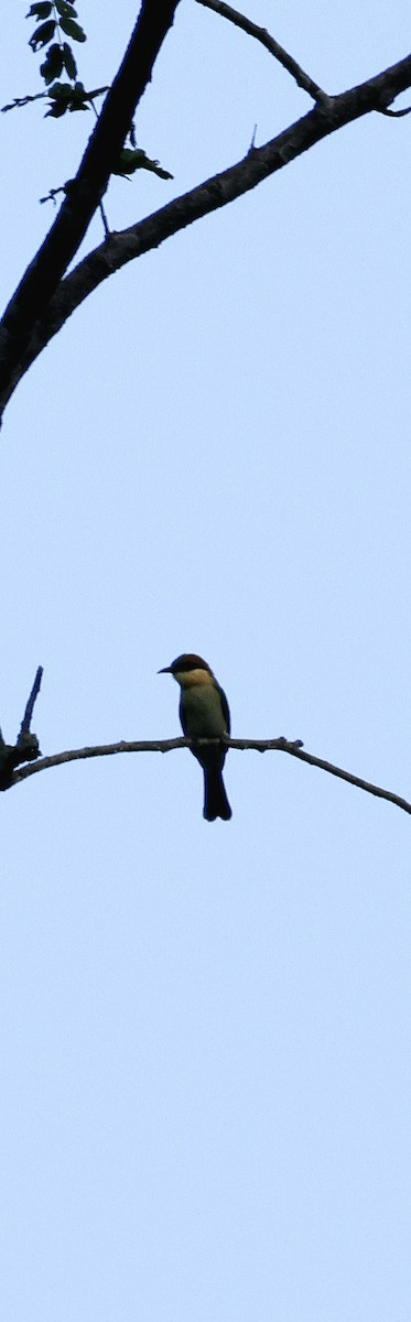 Abejaruco Cabecirrufo - ML646742679