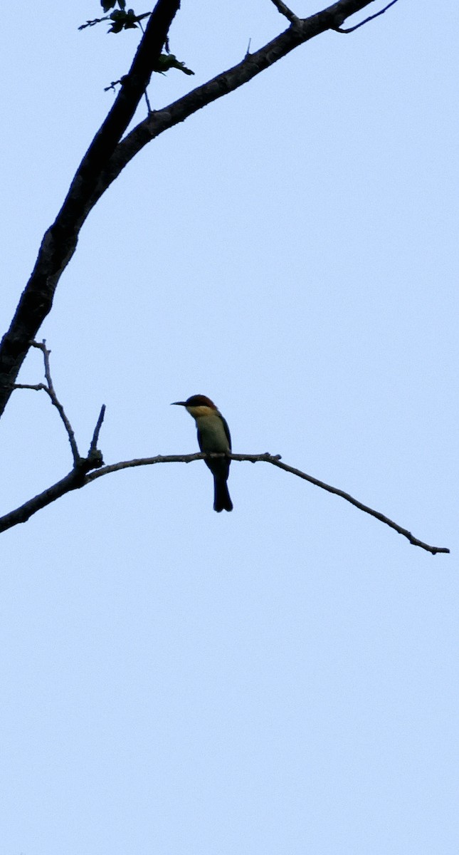 Abejaruco Cabecirrufo - ML646742680