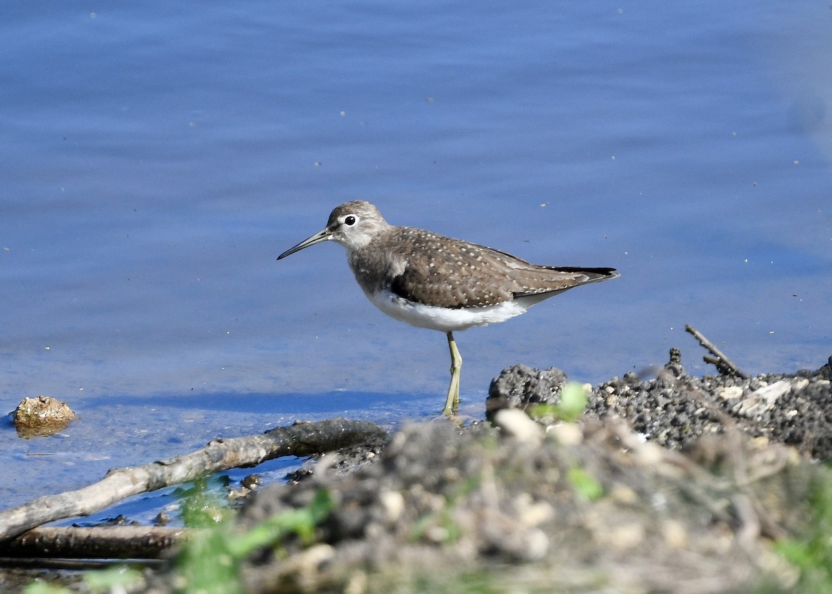 Solitary Sandpiper - ML646742681
