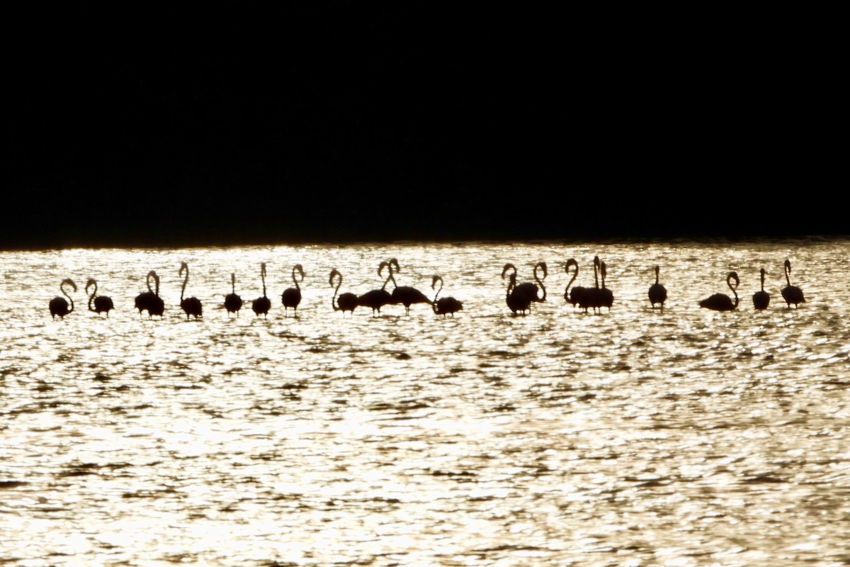 American Flamingo - ML646742682