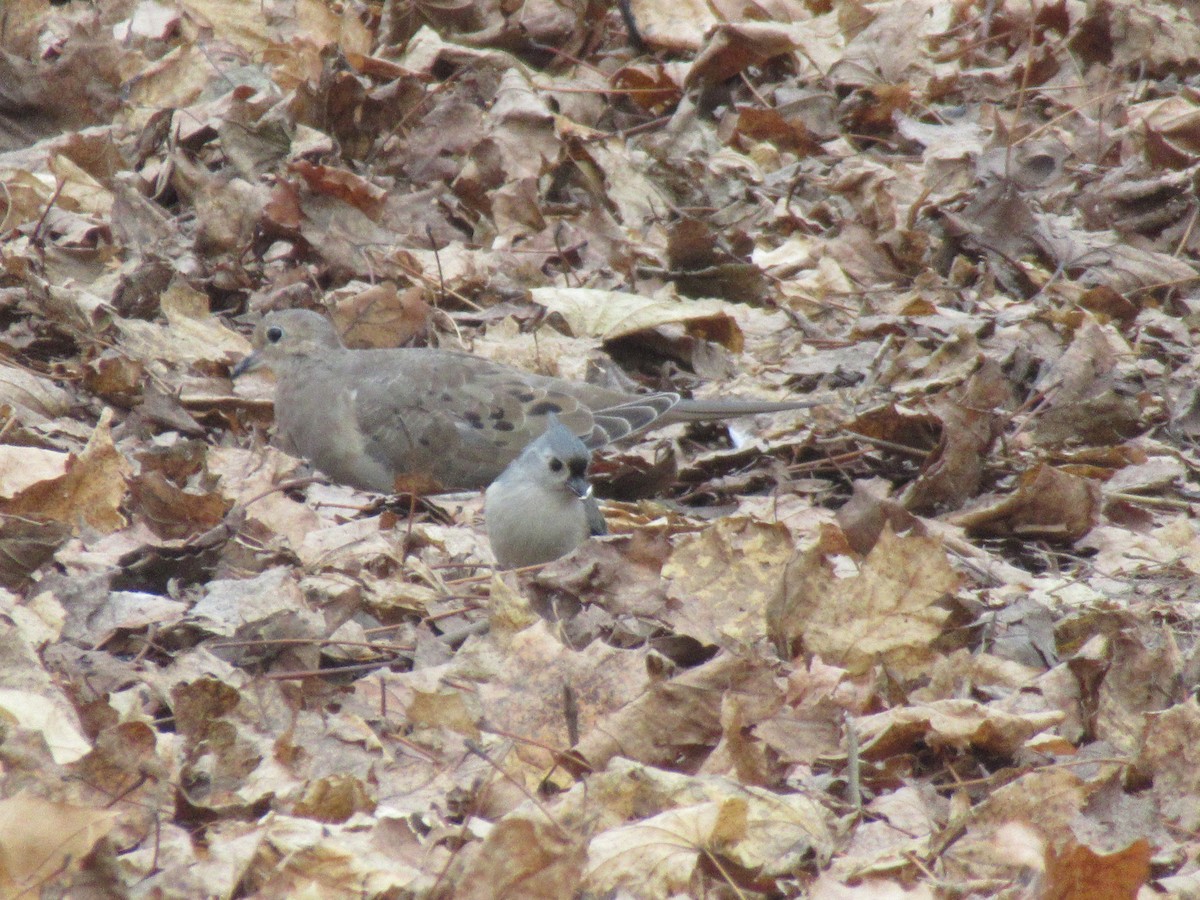 Mésange bicolore - ML646742684