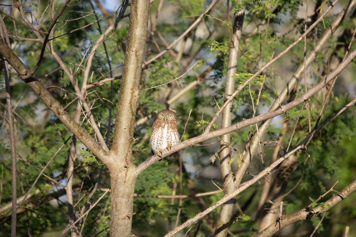 kubaugle - ML646742685