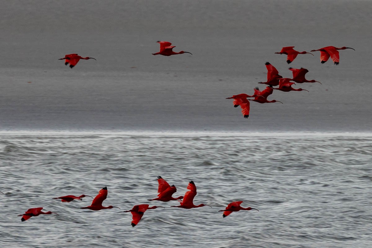 Scarlet Ibis - ML646742686