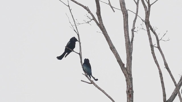 Hair-crested Drongo - ML646742688