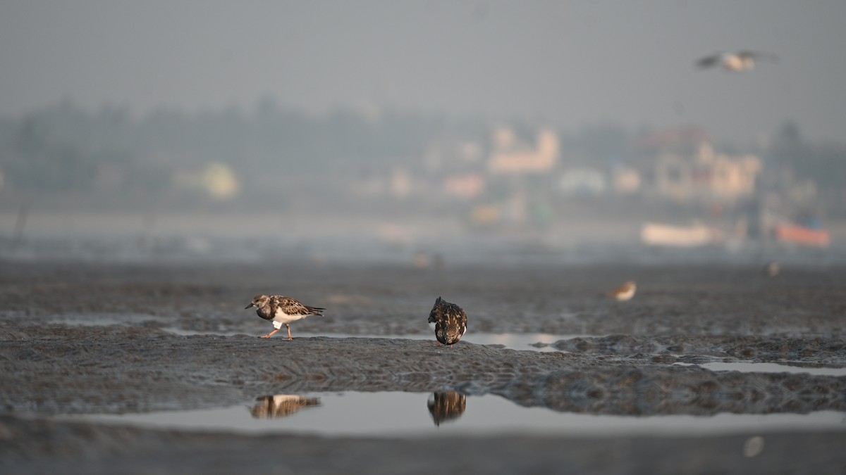 Ruddy Turnstone - ML646742690
