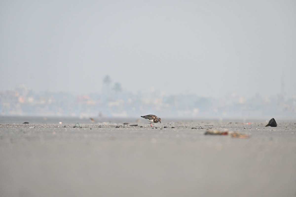 Ruddy Turnstone - ML646742693
