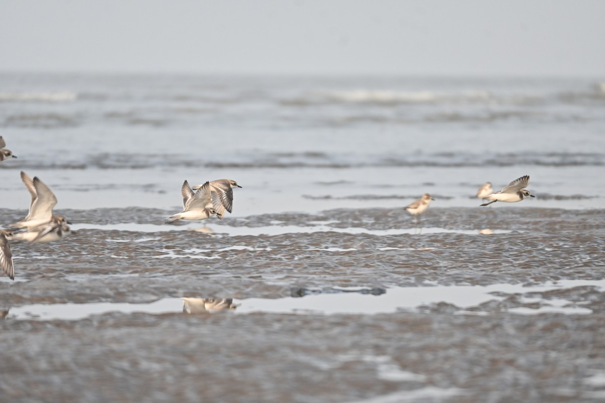 Ruddy Turnstone - ML646742694