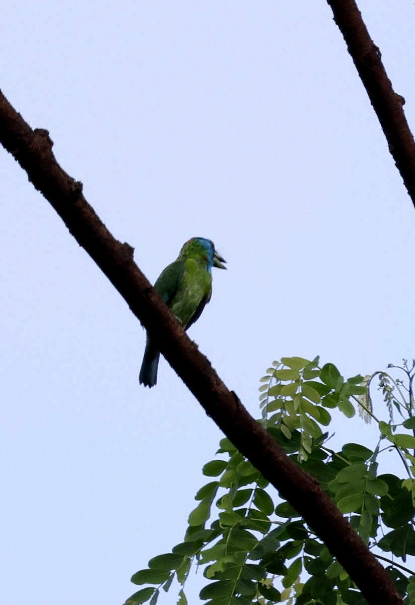 Barbudo Gorjiazul Común - ML646742695
