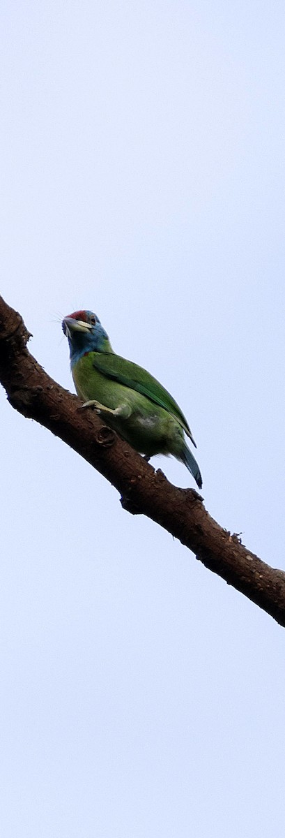 Barbudo Gorjiazul Común - ML646742696