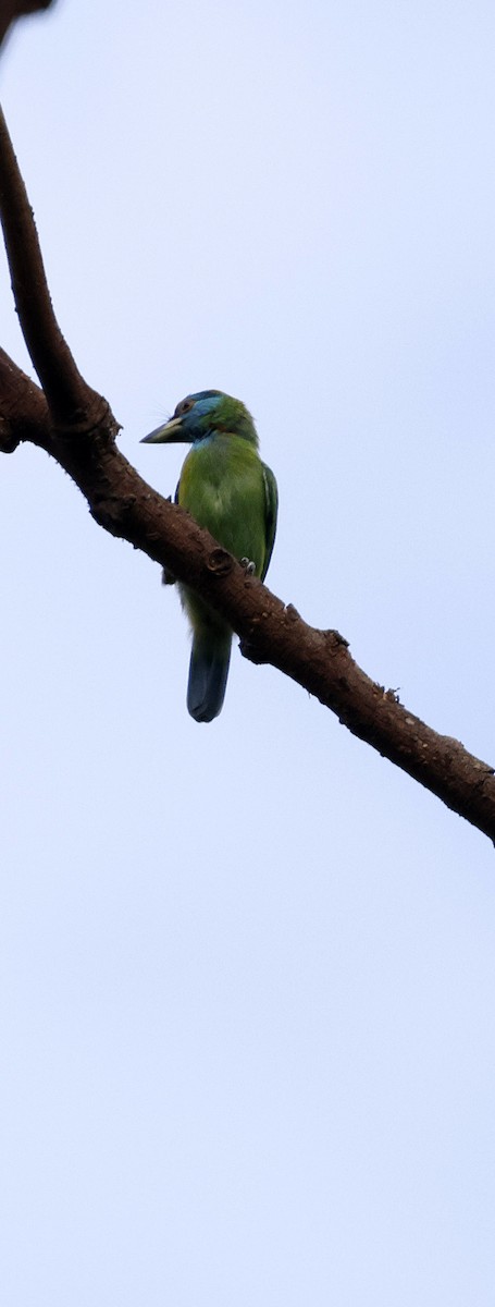 Barbudo Gorjiazul Común - ML646742697
