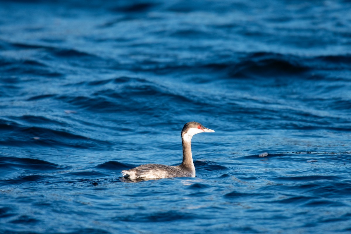 Zampullín Cuellirrojo - ML646742698