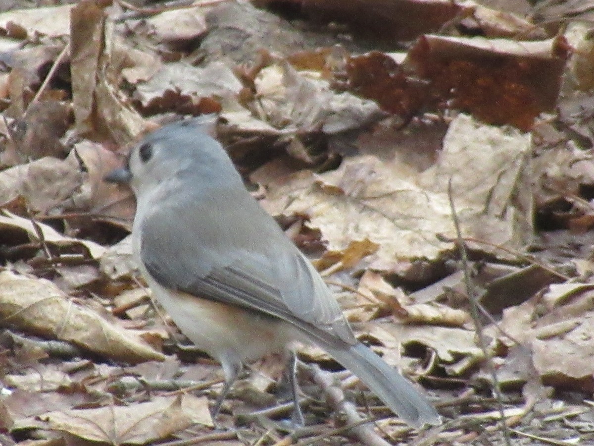 Mésange bicolore - ML646742700