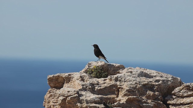 סלעית שחורת-בטן - ML646742702