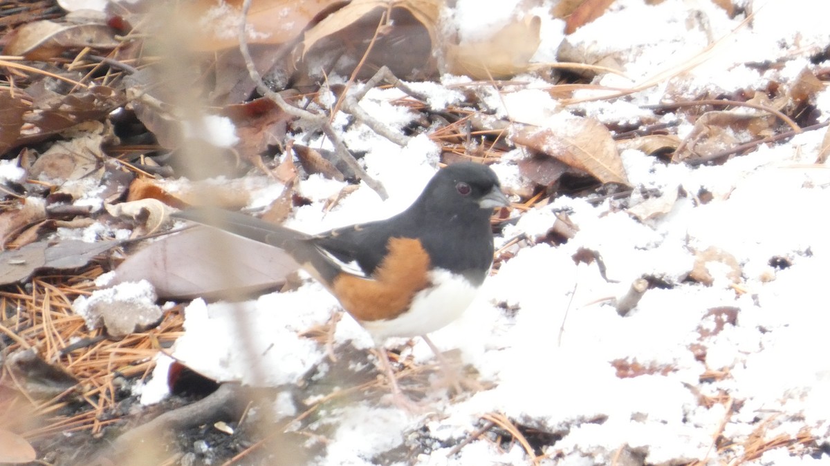 Eastern Towhee - ML646742703
