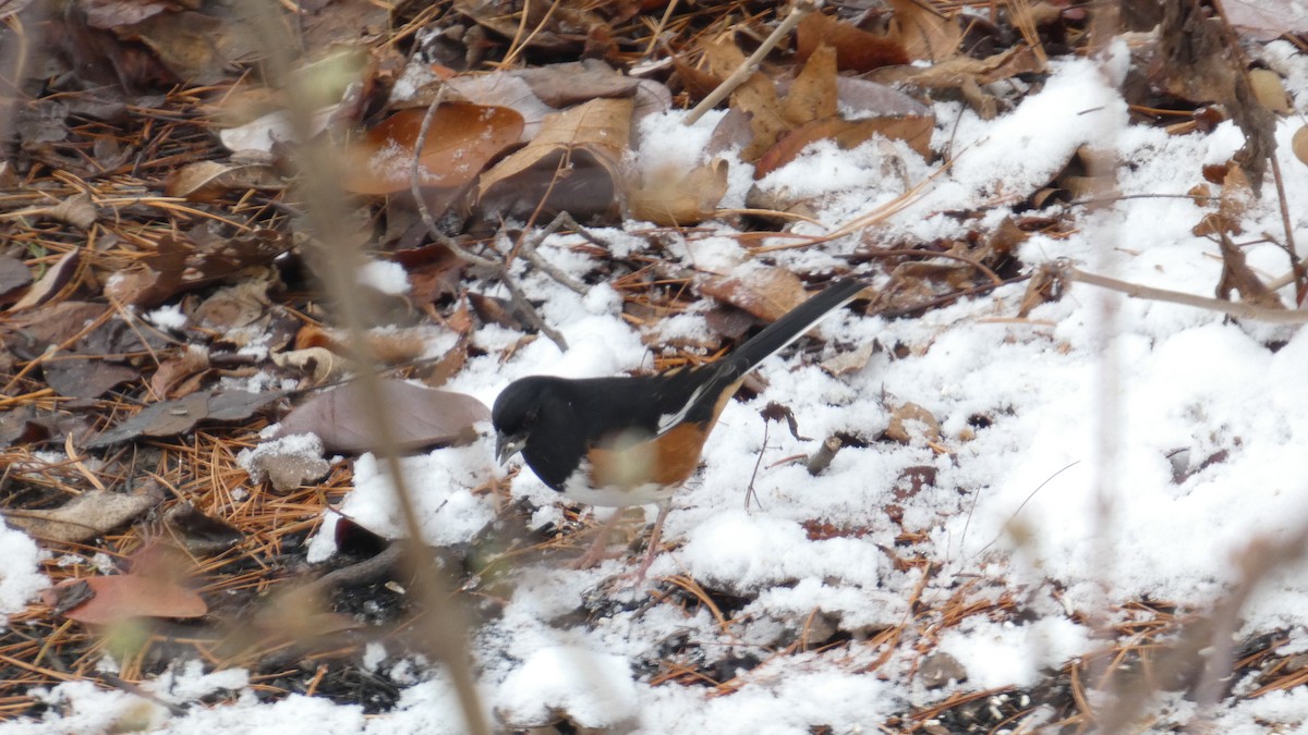 Eastern Towhee - ML646742704