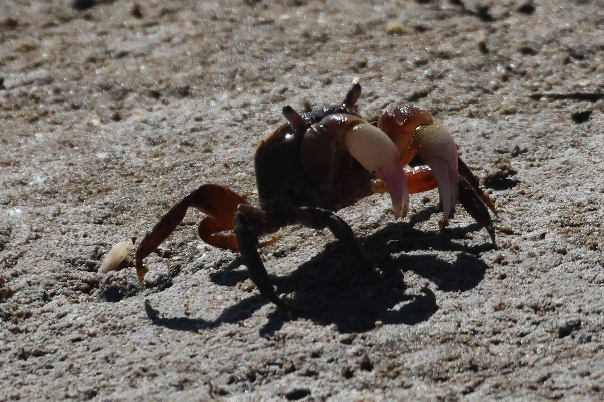 Granulated Crab - ML646742705