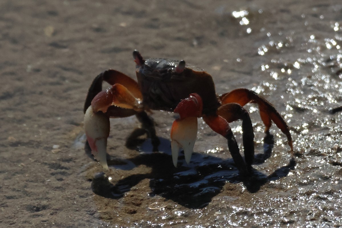 Granulated Crab - ML646742706