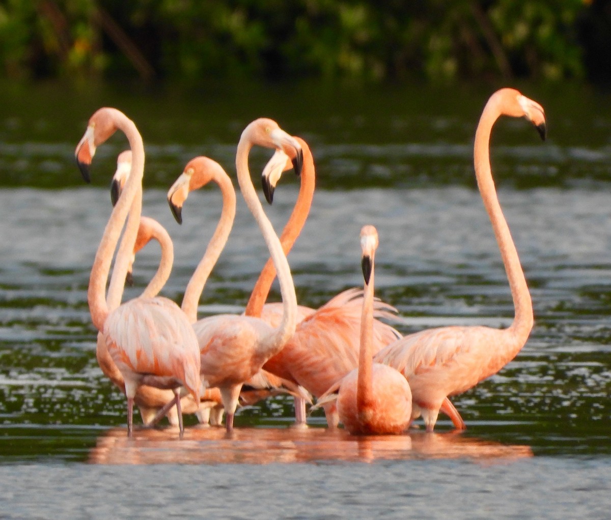 American Flamingo - ML646742707