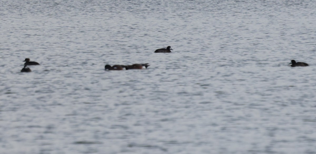 Морская чернеть - ML646742711