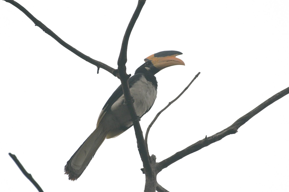 カササギサイチョウ - ML646742712