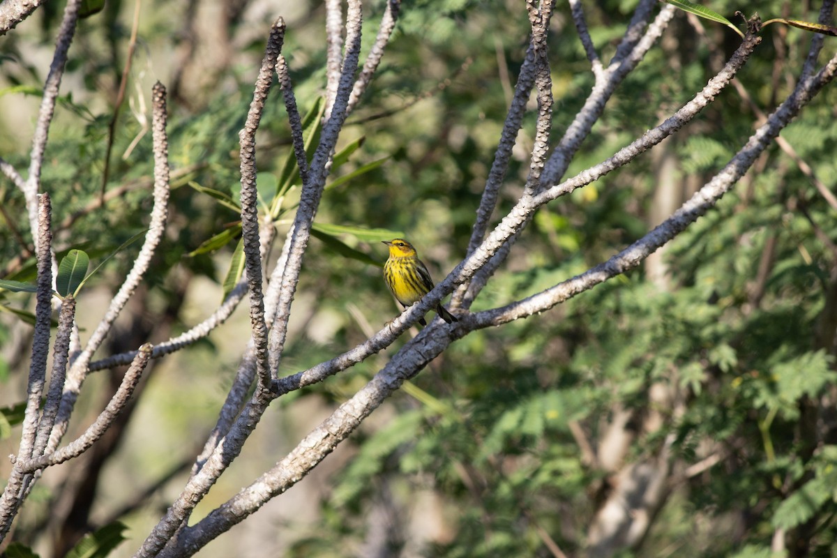 brunkinnparula - ML646742714