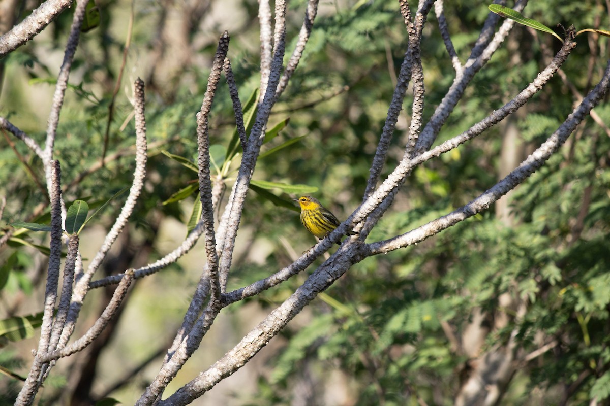 brunkinnparula - ML646742715