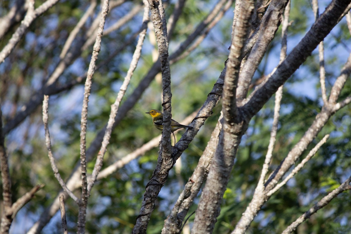 brunkinnparula - ML646742716