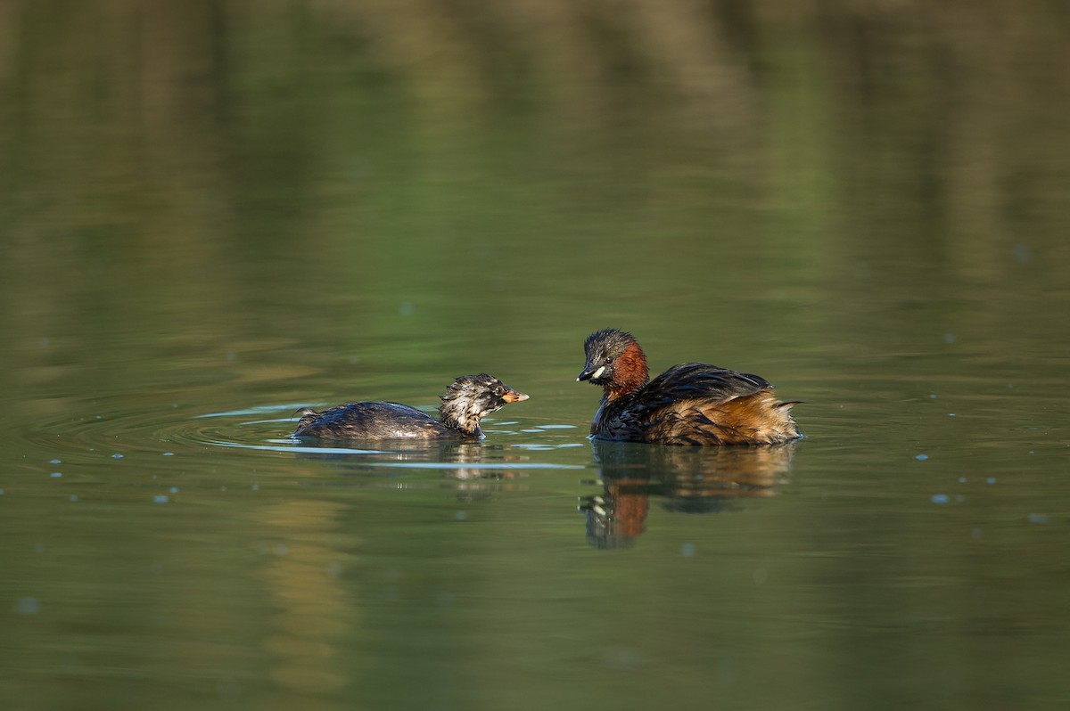 dvergdykker - ML646742717