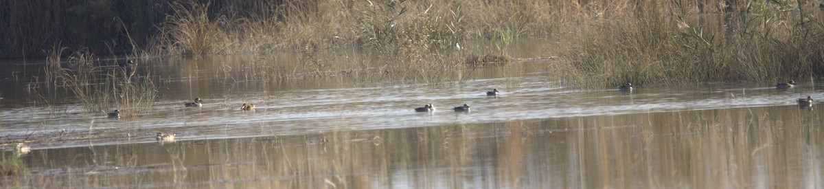 Marbled Duck - ML646742718