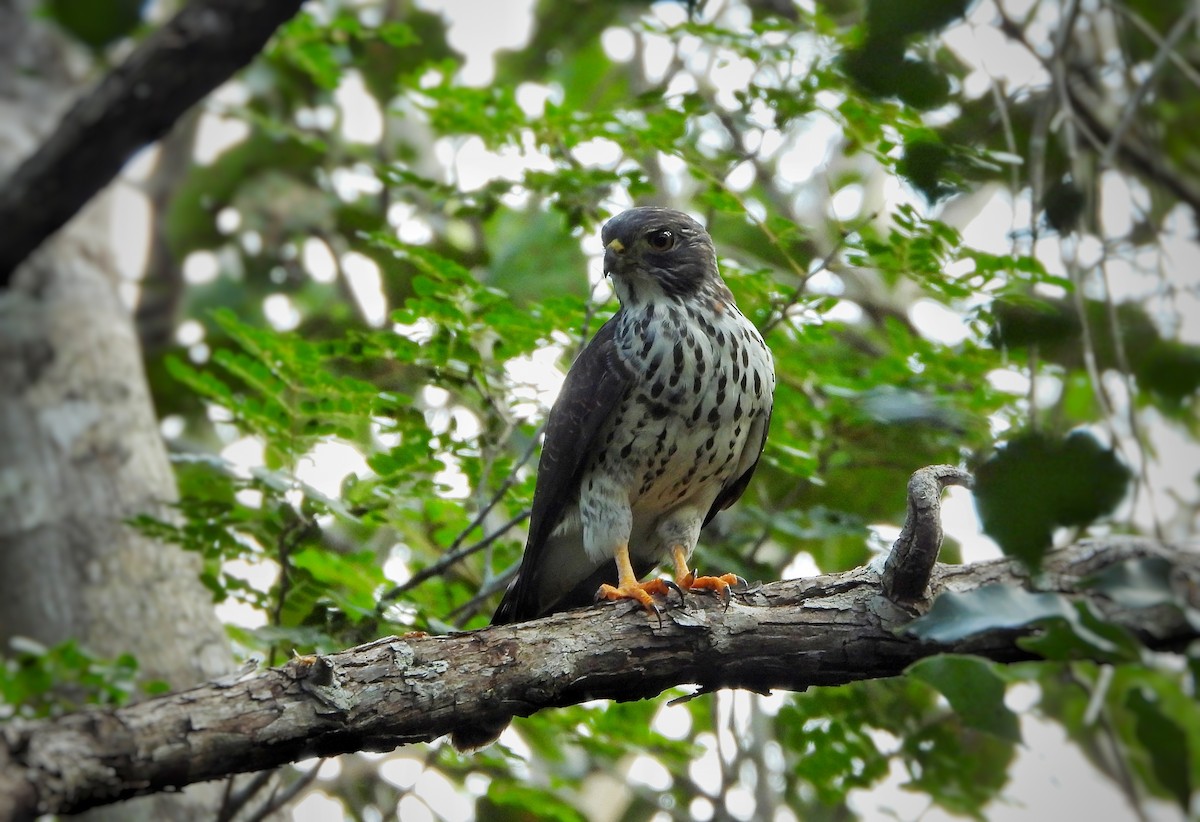 Рыжегрудый зубцеклювый коршун - ML646742719