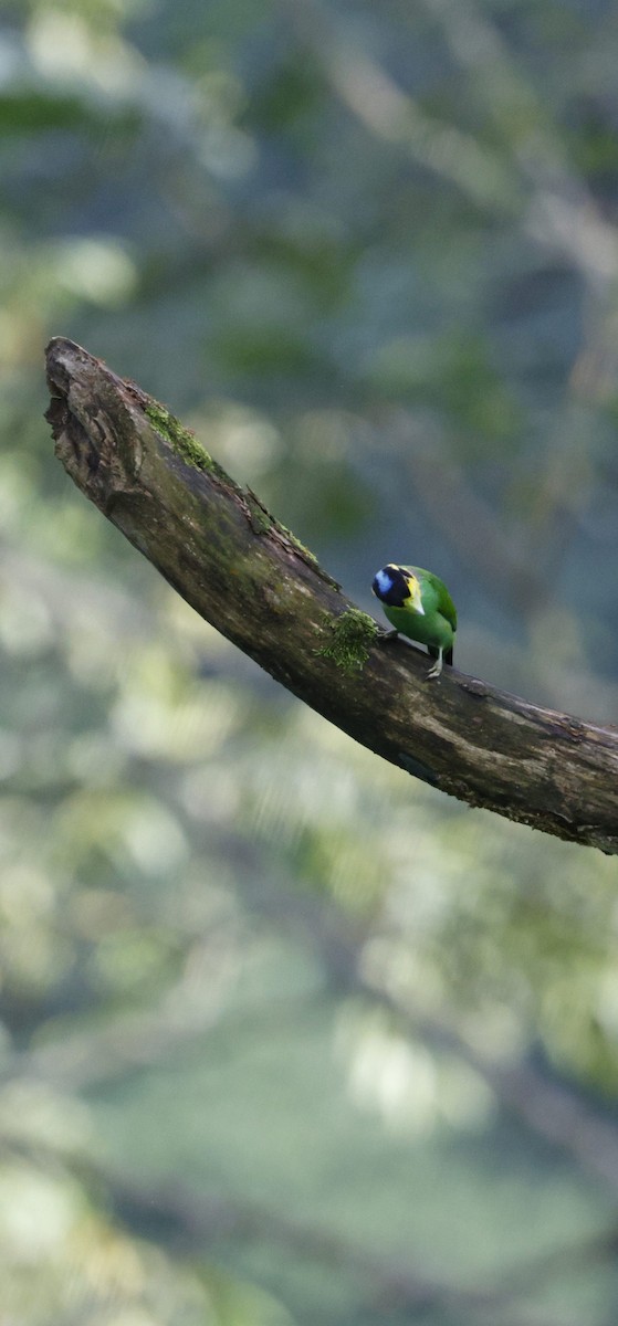 Eurilaimo Lorito - ML646742724