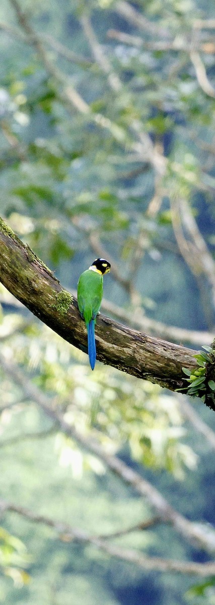 Eurilaimo Lorito - ML646742725