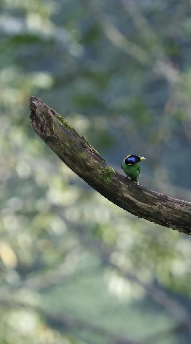 Eurilaimo Lorito - ML646742726