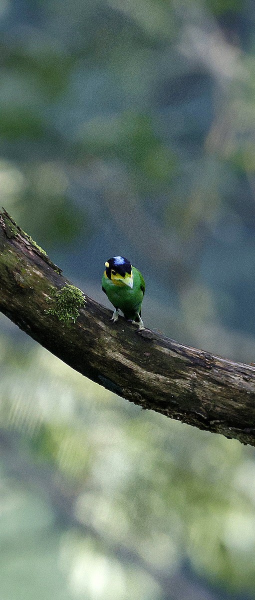 Eurilaimo Lorito - ML646742727