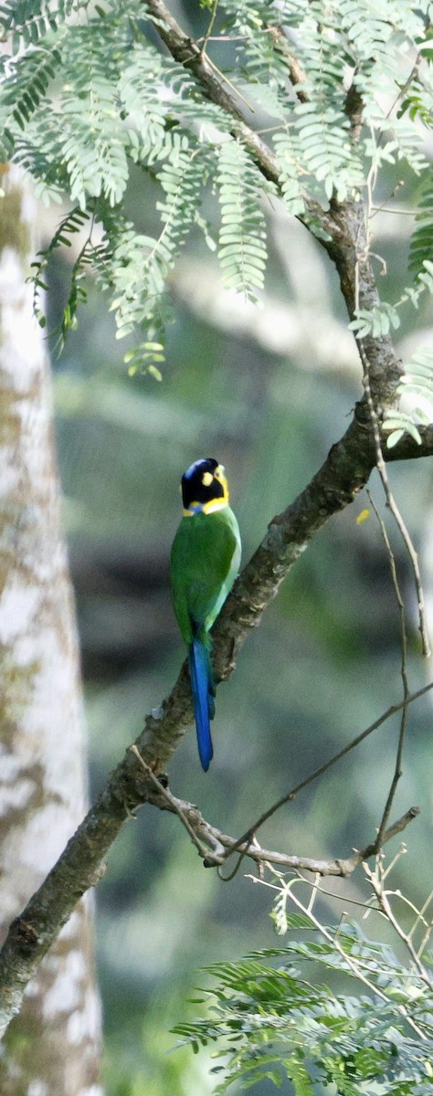 Eurilaimo Lorito - ML646742728