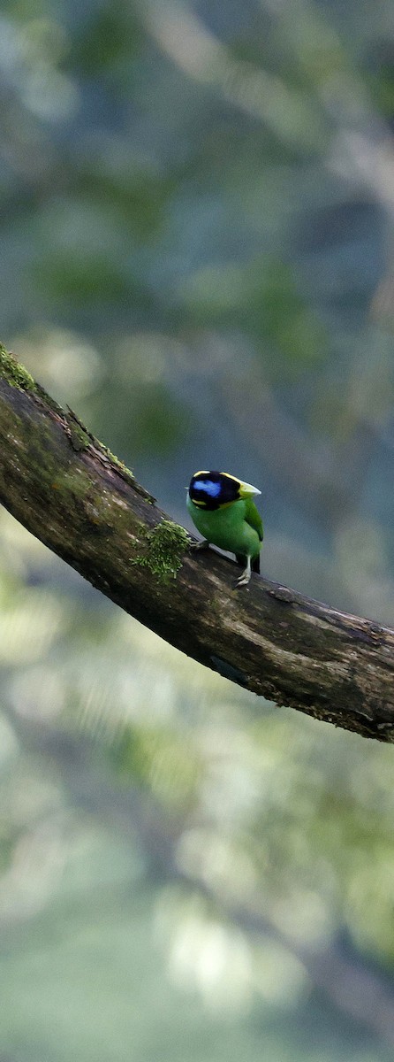 Eurilaimo Lorito - ML646742729