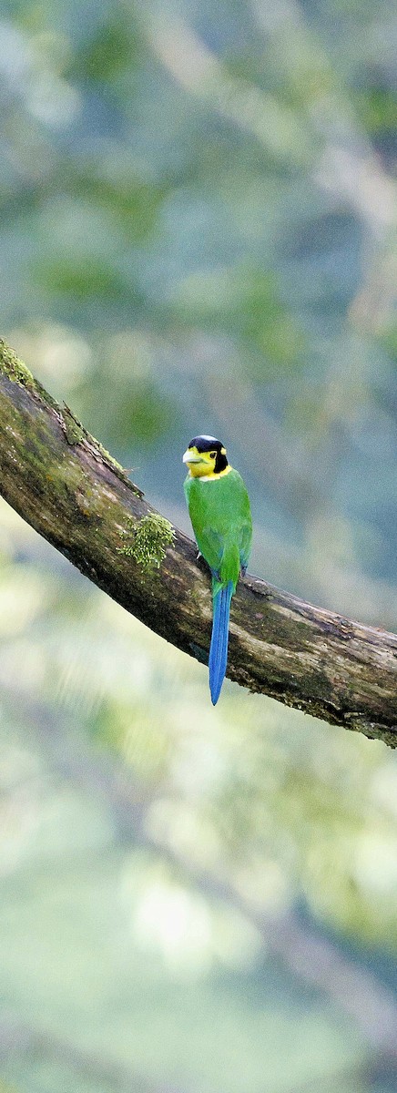 Eurilaimo Lorito - ML646742730