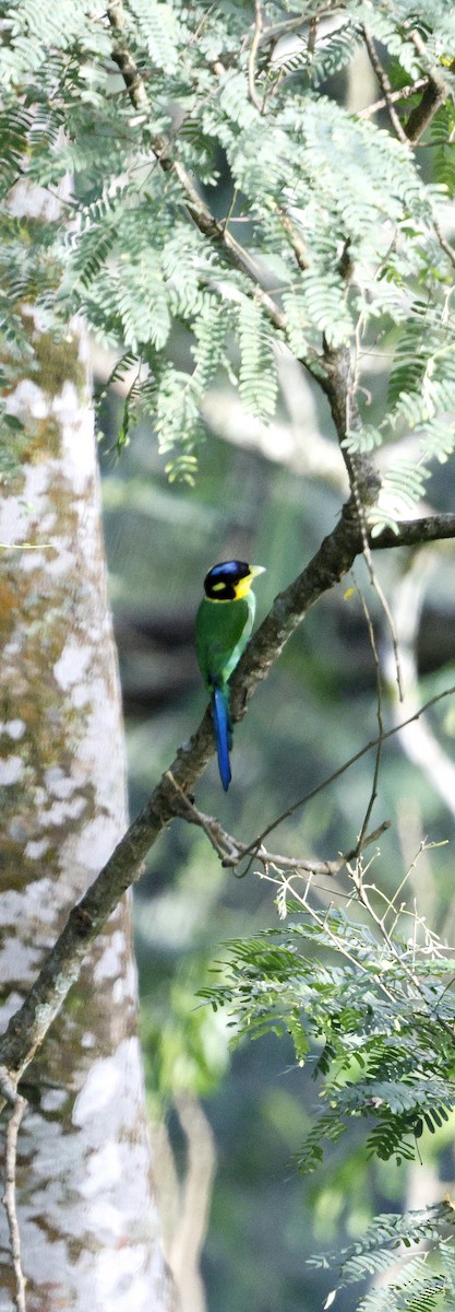 Eurilaimo Lorito - ML646742731