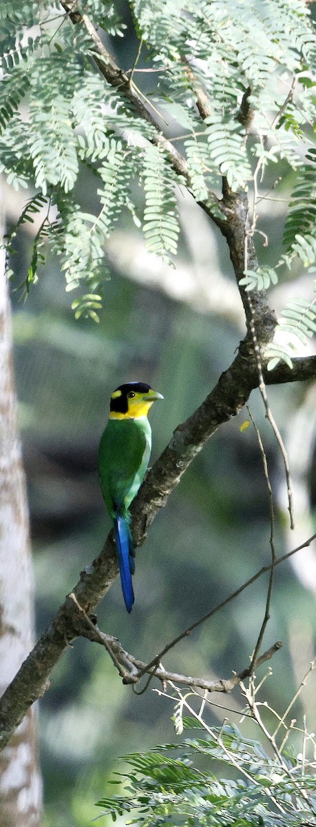 Eurilaimo Lorito - ML646742732