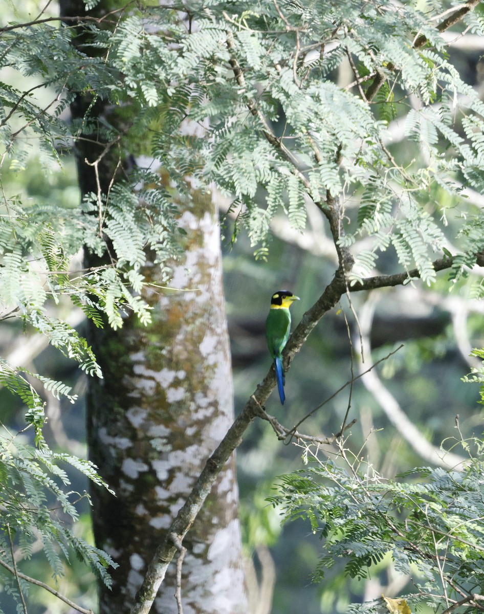 Eurilaimo Lorito - ML646742733