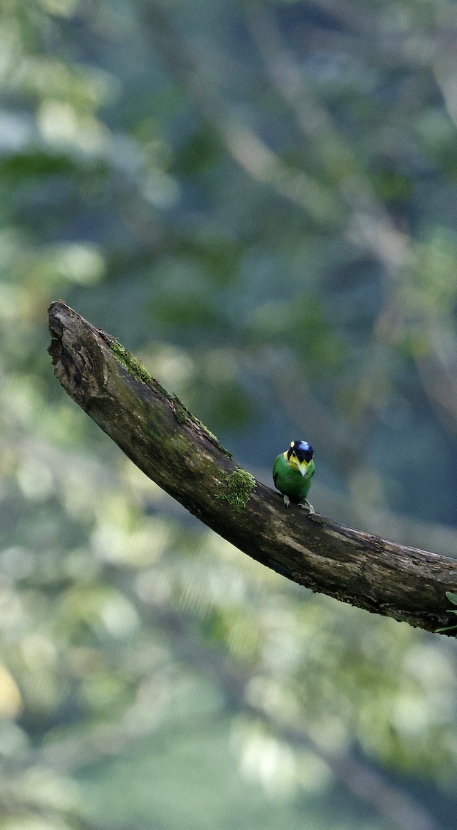 Eurilaimo Lorito - ML646742734