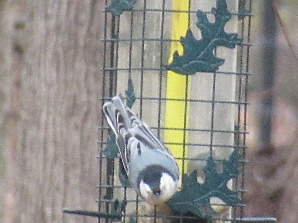 Sittelle à poitrine blanche - ML646742736