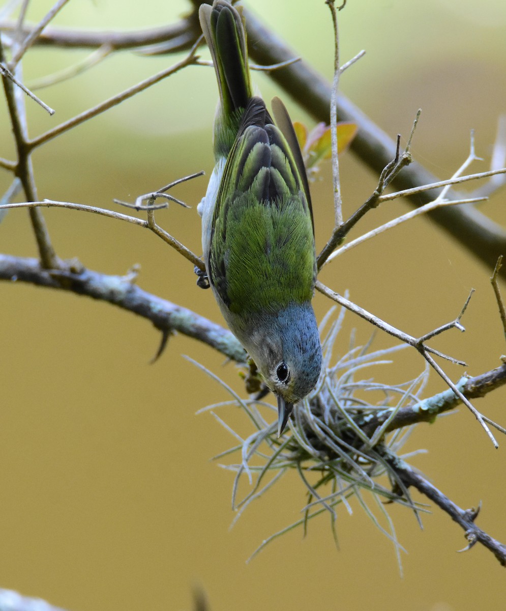 シリアカマルハシミツドリ - ML646742737